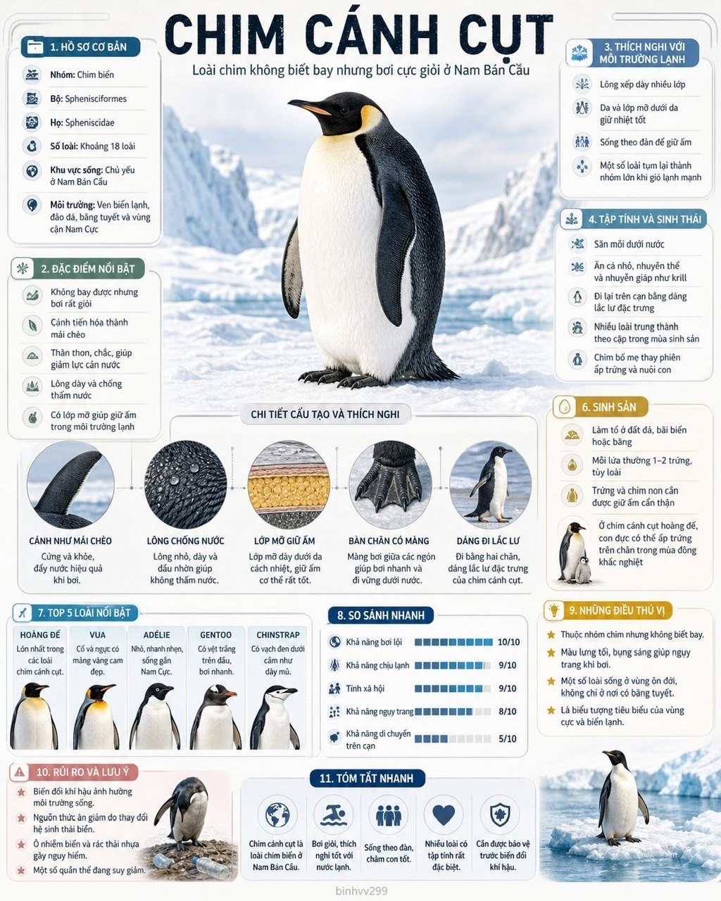 Penguins · Adapted to swim