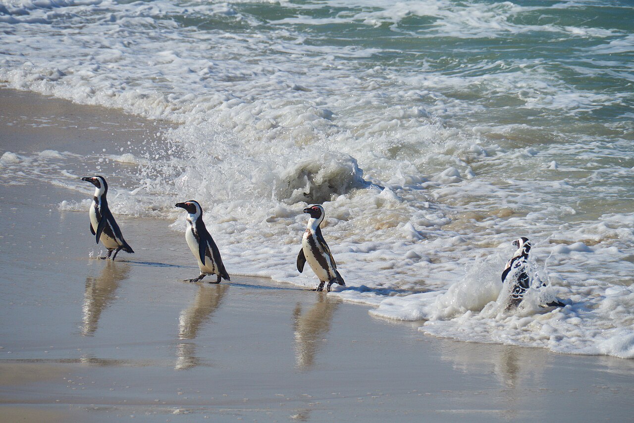 African penguin Spheniscus demersus on the coast